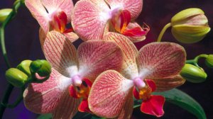  ,  ,     ,    Orchidea-shop